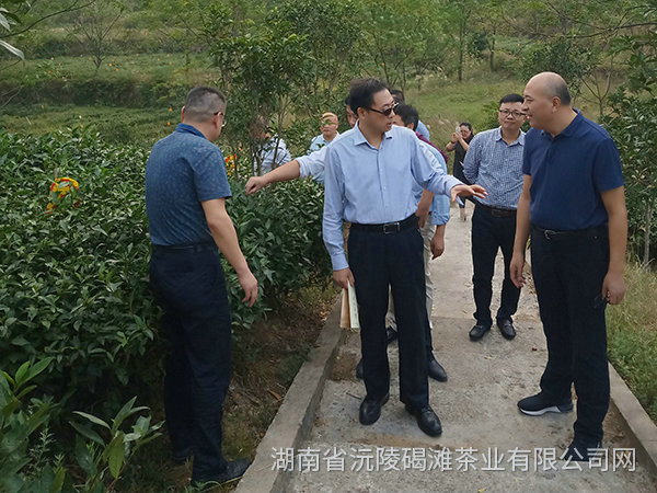 縣領導及省農業(yè)廳領導茬臨產業(yè)園區(qū)指導工作5