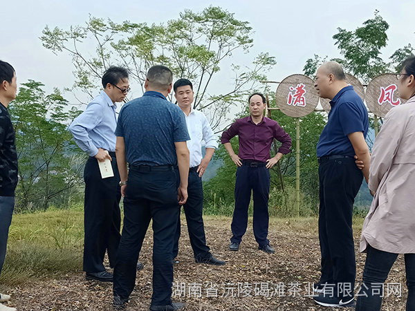 縣領導及省農業(yè)廳領導茬臨產業(yè)園區(qū)指導工作2