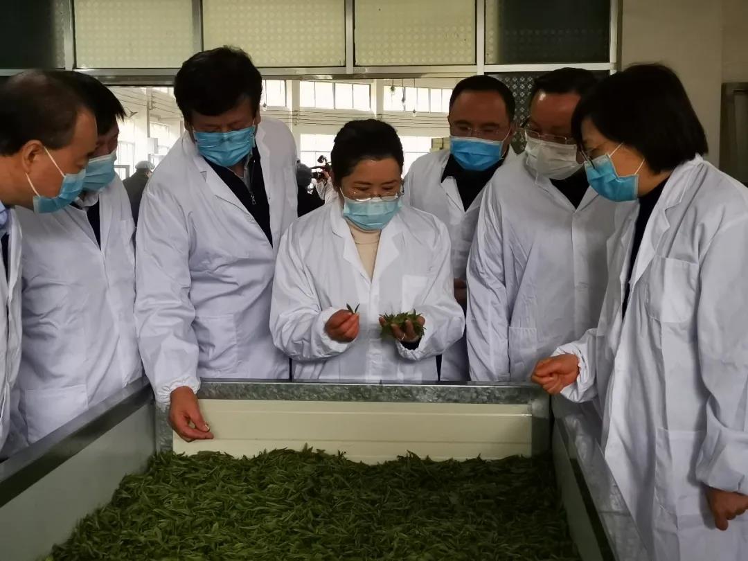 湖南省沅陵碣灘茶業(yè)有限公司,沅陵碣灘茶,茶葉加工銷售,茶文化傳播 湖南省沅陵碣灘茶業(yè)有限公司,沅陵碣灘茶,茶葉加工銷售,茶文化傳播