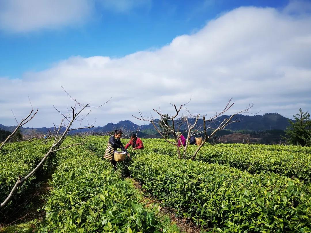 湖南省沅陵碣灘茶業(yè)有限公司,沅陵碣灘茶,茶葉加工銷售,茶文化傳播 湖南省沅陵碣灘茶業(yè)有限公司,沅陵碣灘茶,茶葉加工銷售,茶文化傳播